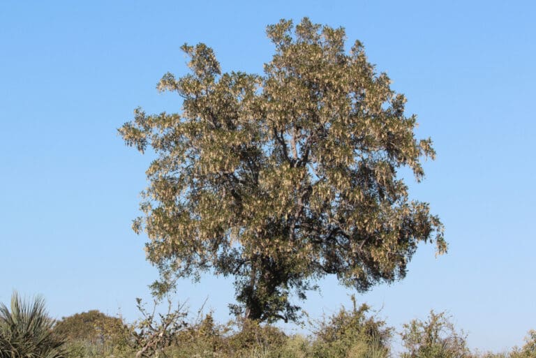 Dalbergia Melanoxylon